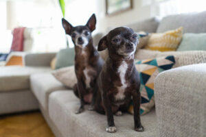Due cagnolini di taglia media marroni /neri/bianchi su un divano in un salone guardano la videocamera
